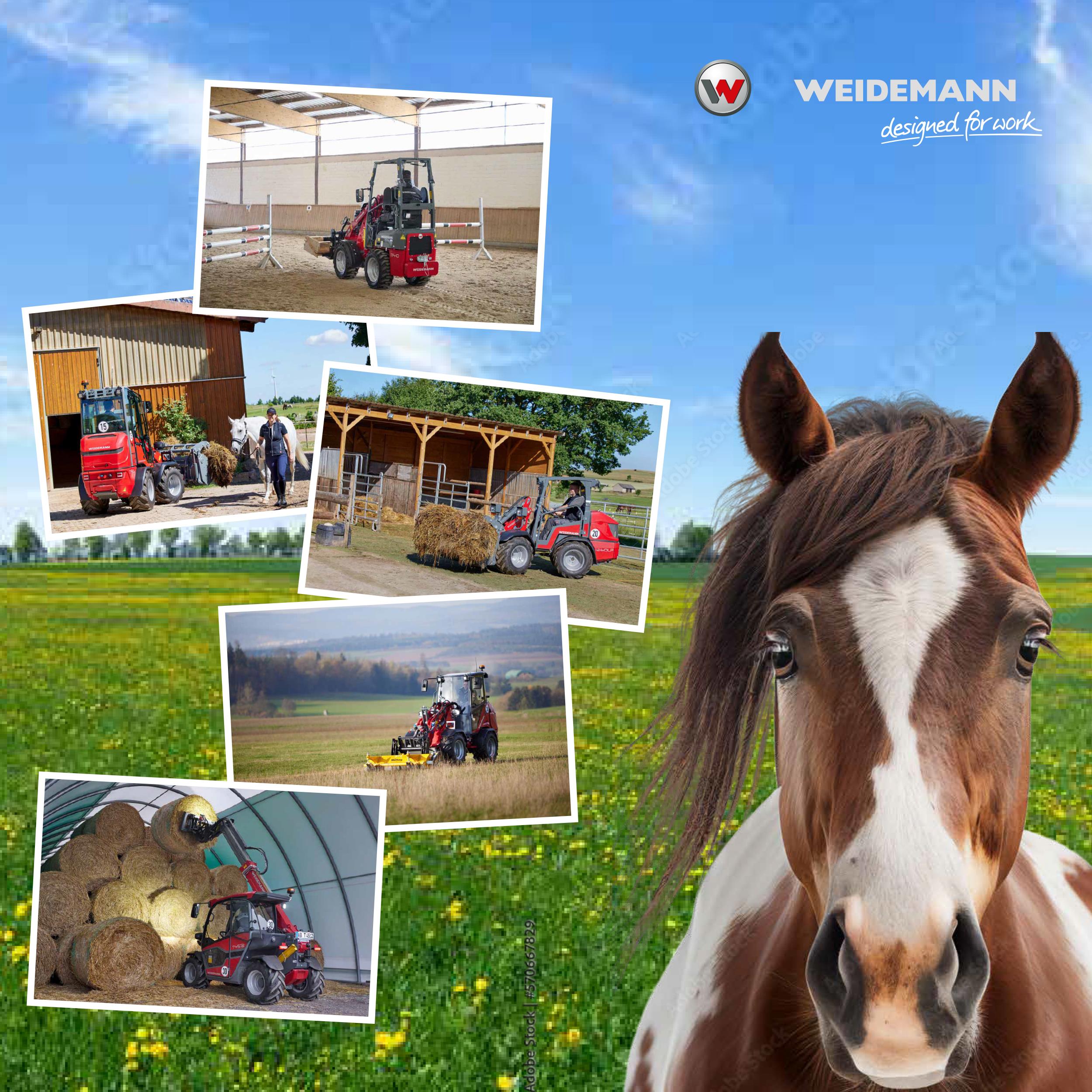 Poster Collage Pferd
